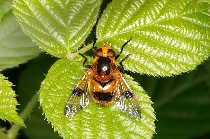 Volucella_inflata_D6136_Z_87_Les Gris_Frankrijk.jpg